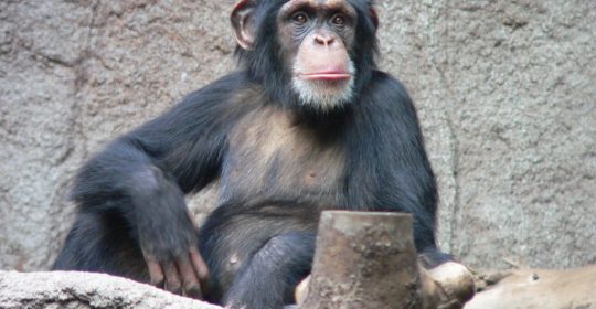 Chimpanzees are one of two exclusively African species