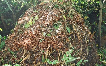 Compost heap in a garden