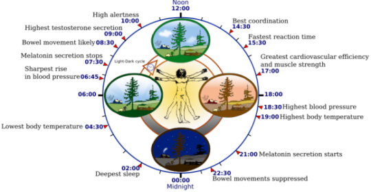 Note that the clock times are relative to one’s lifestyle and environment, most importantly when one sleeps, works and sees daylight. Think of the clock times as averages for a regular individual in the US and the EU who works 9 to 5 and sleeps 12 to 8