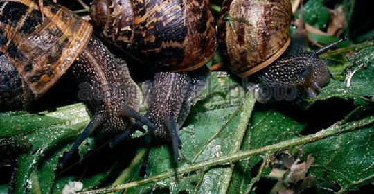 Garden snails (Helix aspersa: Helicidae) on a compost heap feeding 