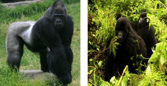 Gorillas are ground-dwelling, predominantly herbivorous apes that inhabit the forests of central Africa. They are the largest living primates. The DNA of gorillas is highly similar to that of humans, from 95–99% depending on what is counted, and they are the next closest living relatives to humans after the chimpanzees and bonobos