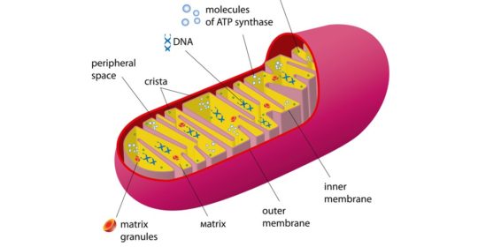 Mitochondrion