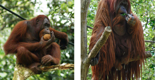 Although orangutans may consume leaves, shoots, and even bird eggs, fruit is the most important part of their diet. They live predominantly in trees