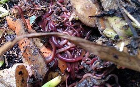 Worms and other invertebrates are very essential in the overall composting or organic materials