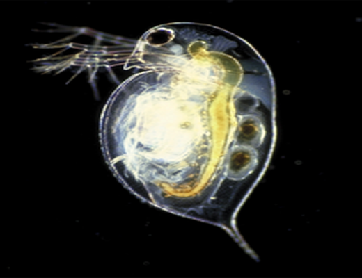 Daphnia, a genus of small planktonic crustaceans, are 1–5 millimeters (0.04–0.20 in) in length. Daphnia are members of the order Cladocera, and are one of the several small aquatic crustaceans commonly called water fleas because their saltatory (Wiktionary) swimming style resembles the movements of fleas. Daphnia live in various aquatic environments ranging from acidic swamps to freshwater lakes, ponds, streams and rivers